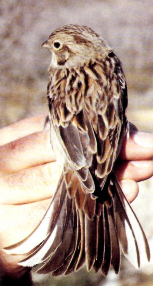 Adult male and first-year male Pine show an unmistakable chestnut, white and black head pattern, and rufous on the breast.