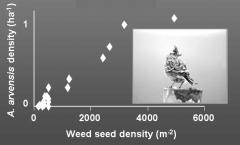 6 The next graph shows results from the intensive study where professional field workers Alauda arvensis numbers & weed seed density on farmland in winter measured individual seed densities.