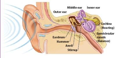 Anatomy o the Ear http://www.wisc-online.