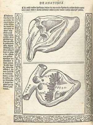 As a young boy, he studied stray dogs and cats. Vesalius attended universities in Belgium, France, and Italy. In 1537, he earned his medical degree, specializing in anatomy.