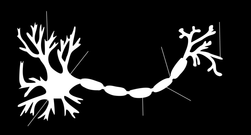 SYNAPSES