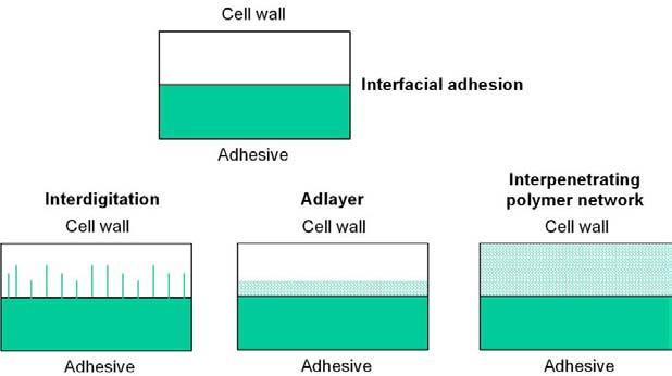 4 JOURNAL OF ASTM INTERNATIONAL interlock (interdigitation). Another model involves shallow adhesive penetration and crosslinking within the surface cell wall layer to form an adlayer.