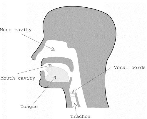 The human speech system The vocal chords act as an oscillator, the mouth/nose cavities, tongue and throat as filters We can
