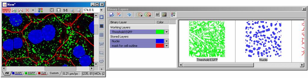 Now, the green layer is thresholded to select all of the green objects in the image. That layer is also now available in the Binary Layers menu.