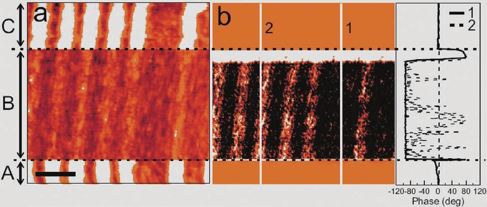 4 Keysight Using Non-Contact AFM to Image Liquid Topographies - Application Note Figure 4.