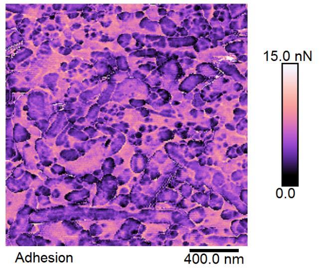 10 DCUBE-TUNA (Tunneling AFM) on