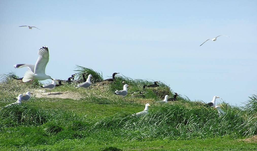 Rønland Sandø Course in Wildlife Ecology and Management, spring 2011, Block 5: Cormorants: Population ecology, modelling and management WILDLIFE