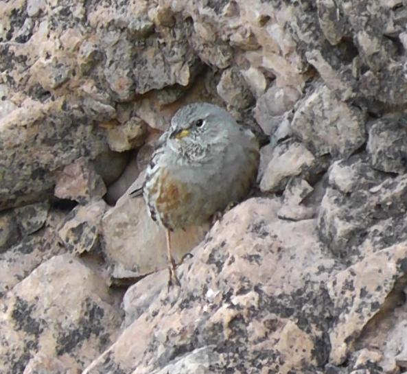 around half an hour as it flicked its crimson spotted wings and grubbed around on the crumbling cliffs seemingly oblivious to our presence. What a stunning bird!