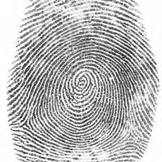 The creation of fingerprints happens in the basal layer, a special layer within the epidermis where new skin cells are produced.