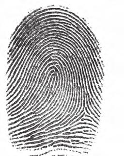 CHARACTERISTICS OF FINGERPRINTS Hans van den Nieuwendijk Fingerprint characteristics are named for their general visual appearance and patterns. These are called loops, whorls, and arches (Figure -).