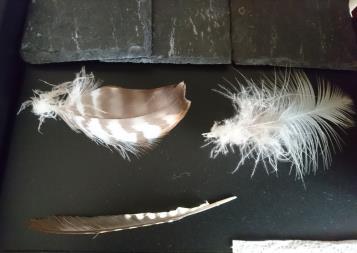 WOODPECKER FEATHER - WING