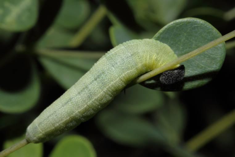 Indigo Duskywing Caterpillar