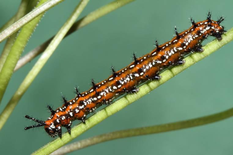 Fritillary Caterpillar on