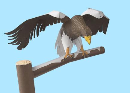 Thank you for downloading this paper craft model of the Steller s Sea Eagle.