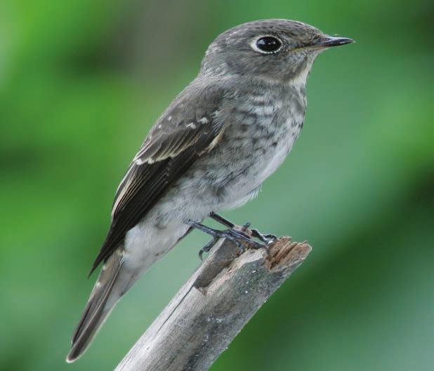 The primary projection is obviously longer than the visible tertials, and the tail looks relatively short when compared with Brown Flycatcher M. dauurica.
