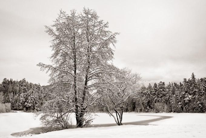 Winter Trees III by Brooks Jensen