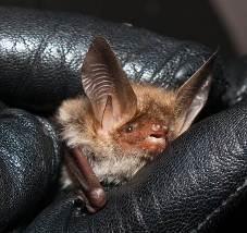 Bechstein s bat in its woodland habitat (Hill & Greenaway, 2005). The Autobat is used to produce simulations of the ultrasonic communication calls of bats.