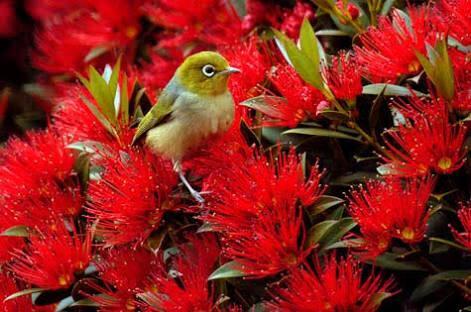 CUE Haven By Maddy The cheeky silvereye glides to the rosie red pohutukawa
