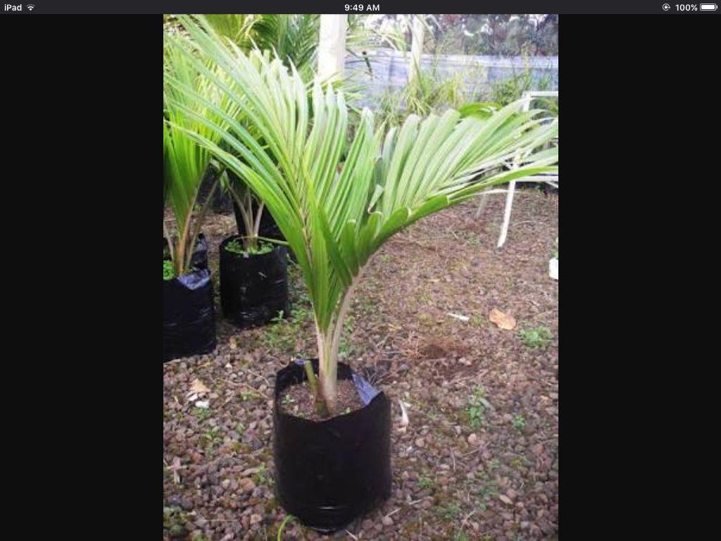 The small Nikau Palm with a long wavy