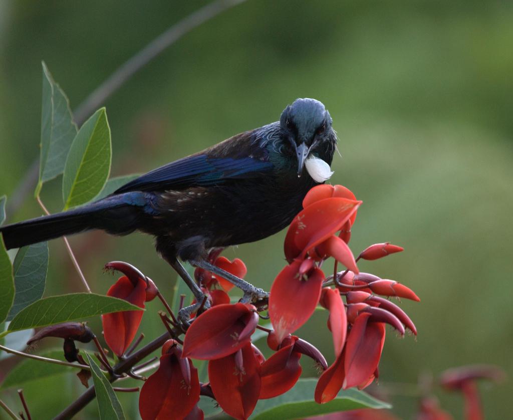 TUI By Mia The native Tui stands gently on the