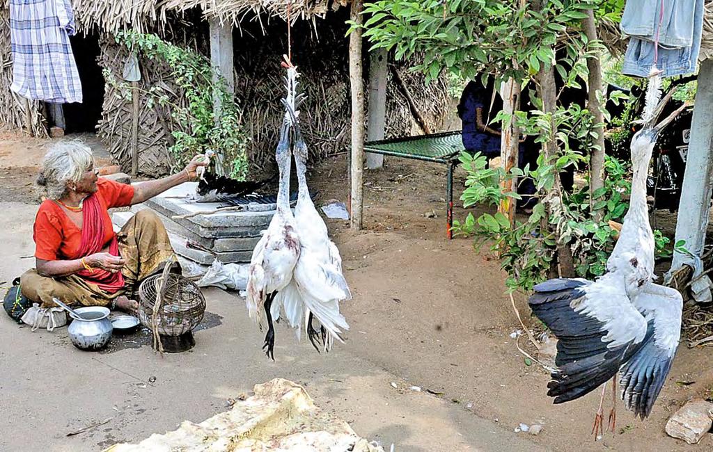 Black headed Ibis trapped by a poachers are brought