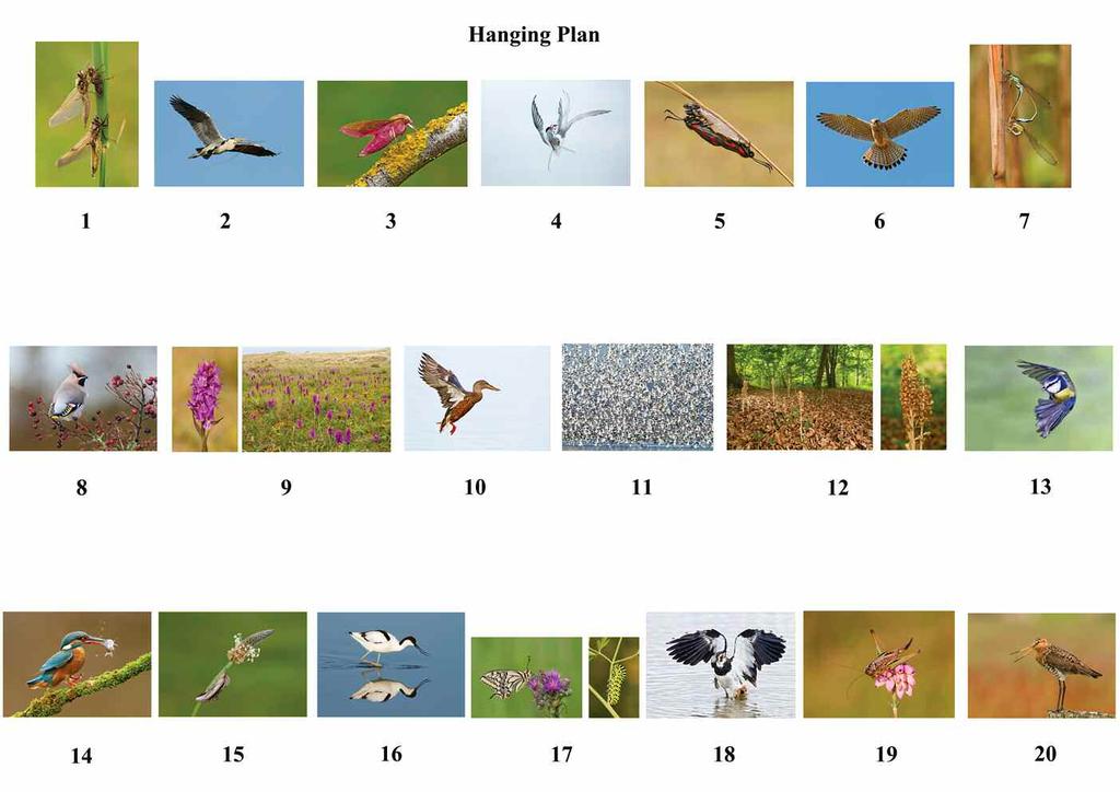 Wildlife in East Anglia a successful Fellowship panel by Dr. Kevin Elsby FRPS I gained my Associateship in 2008, on the theme of Birds in Action. My panel depicted birds from many parts of the globe.