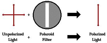 Light that is not polarized can be polarized by a