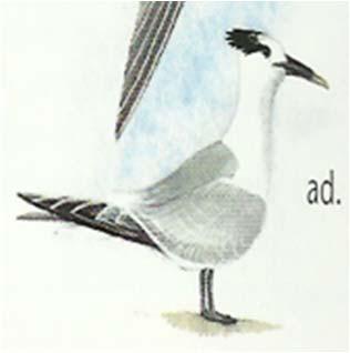 Common Tern (Sterna