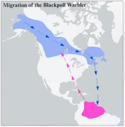 Blackpoll Warbler (31g) 2480