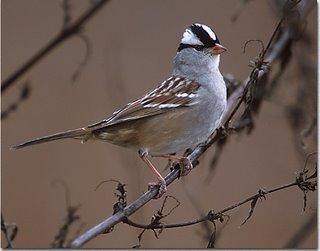 Mean stop over time for White-crowned sparrows in Maine was 4.