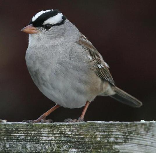 White-crowned Sparrows kept in circular cages in California S.