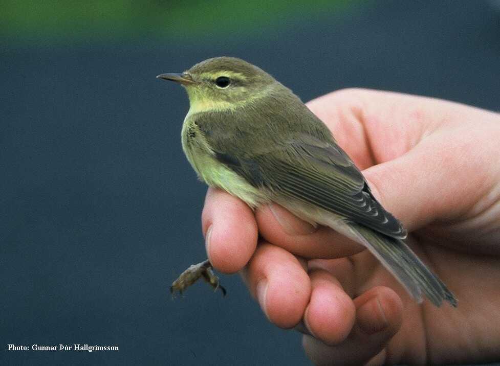 Willow Warblers flown to wintering grounds in Congo
