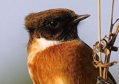 Helm and Gwinner (2006) recorded Zugunruhe in African Stonechats (doesn t migrate, diverged from northern migrants at least 1 million years ago).