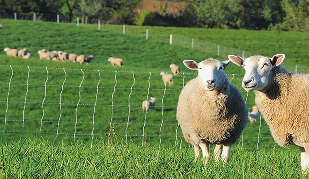 Agricultural Fencing SHEEP/GOAT FENCE - CLASS 1 GALVANIZED 48" x 330', 12.5 Ga., 4" x 4", Square Knot 036028 NON-CLIMB FENCE - CLASS 1 GALVANIZED 48" x 200', 12.5 Ga., 2" x 4", Square Knot 011268 60" x 200', 12.