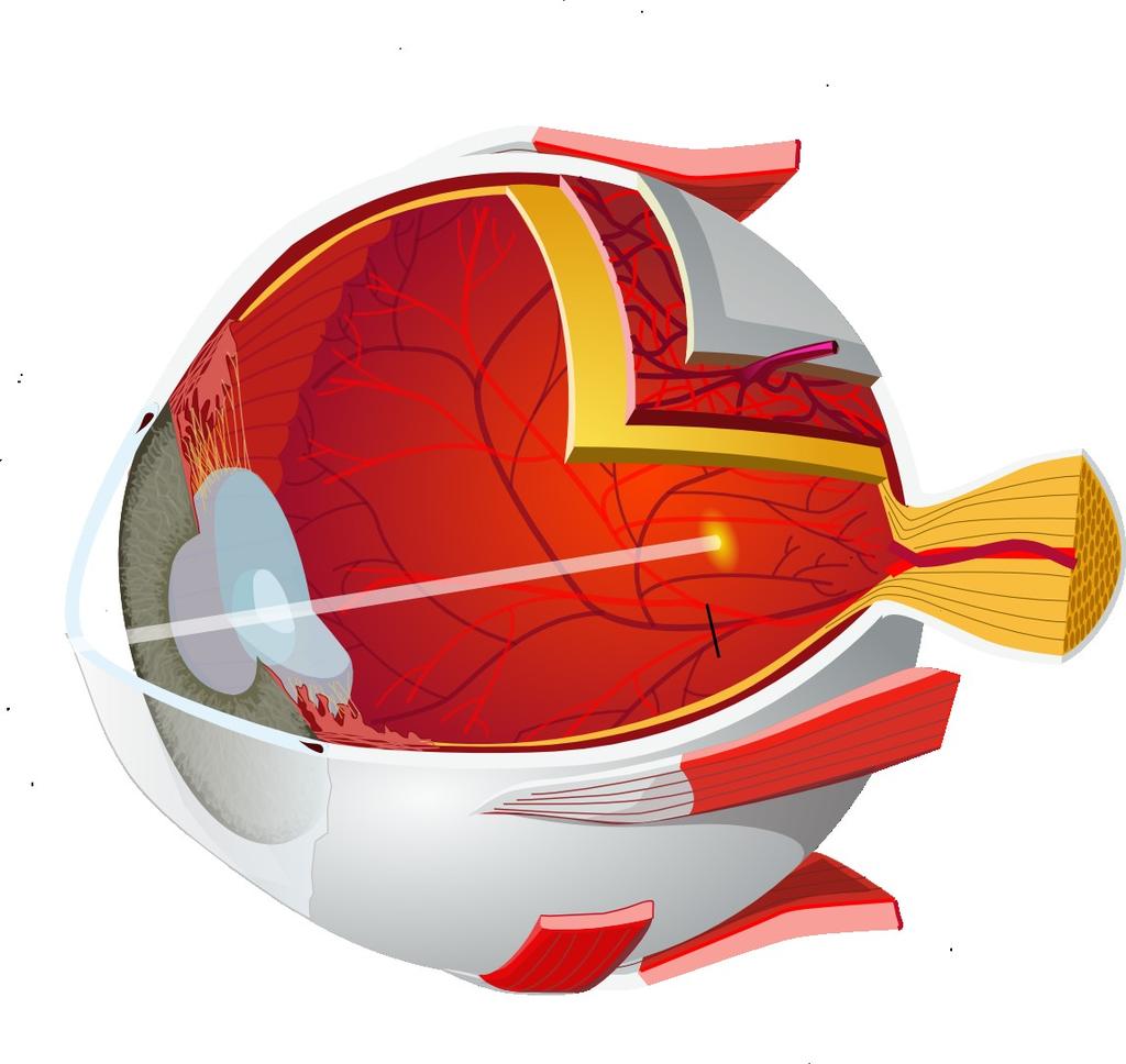 The Eye Retina Lens