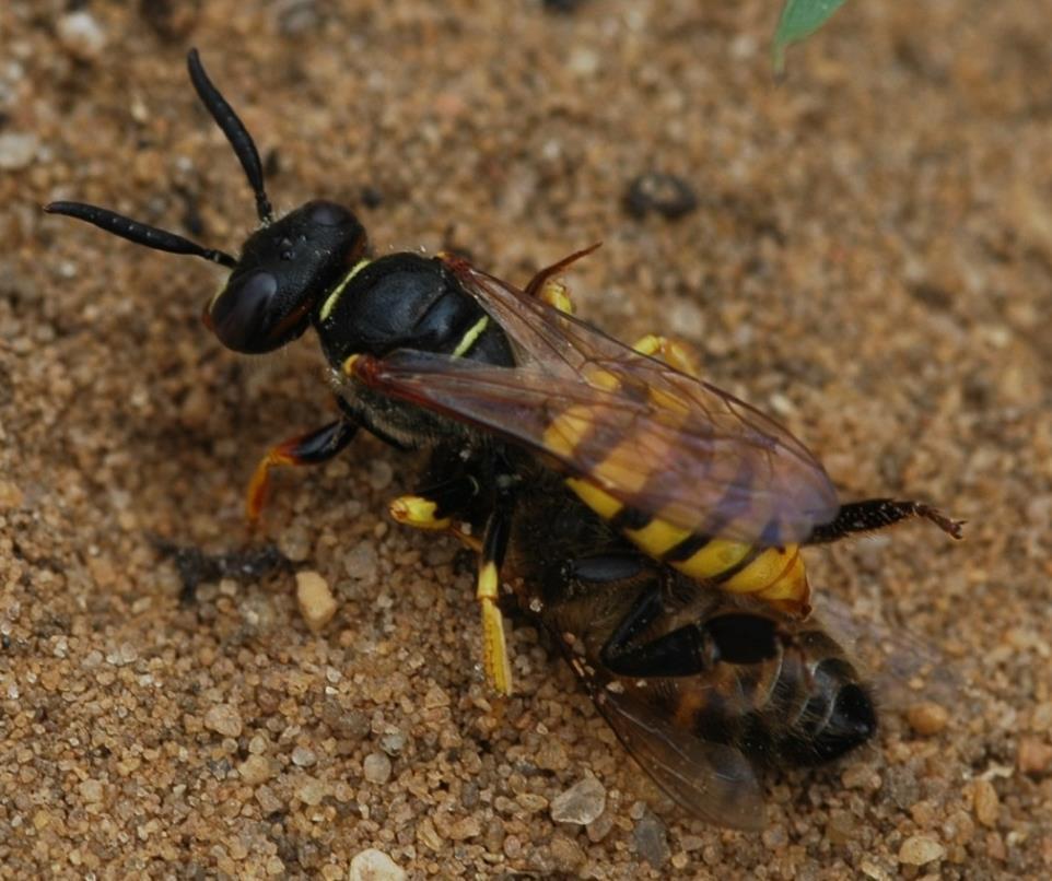 Bee-wolf Project The Bee-wolf Philanthus triangulum is a species of