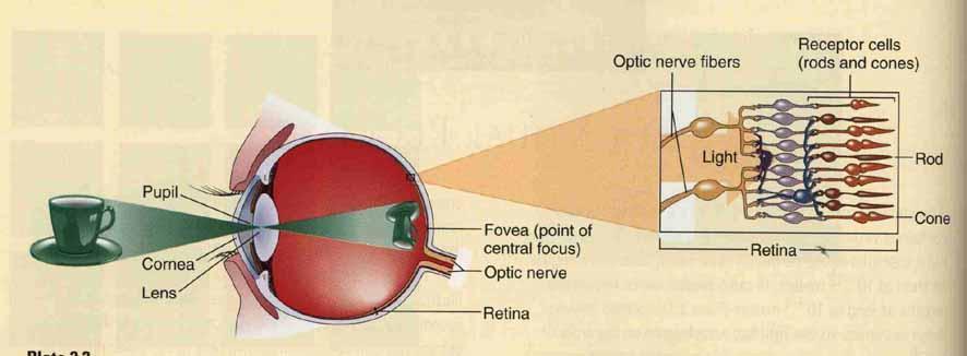 HOW TO SEE When we see objects we are receiving electromagnetic radiation in the form of visible light into our eye. Our eye has a lens on the front which focuses the light onto the retina of the eye.