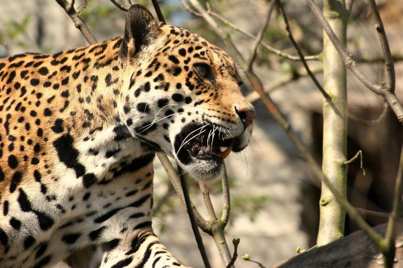 With a focus on big cat species found on the Osa Peninsula, you'll carry out field sign surveys that are being used to find out how species are dispersing from Corcovado National Park into the
