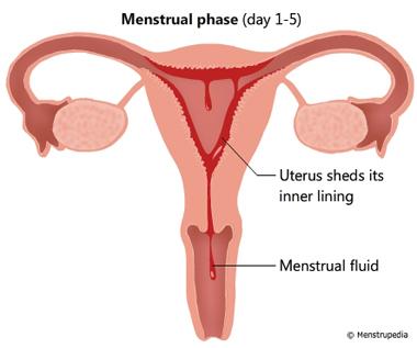 Vocabulary * menstrual cycle (period) This is the lining of the uterus that leaves the body through the vagina.