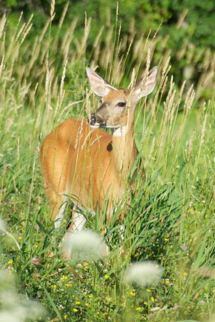 Here we are at the end of the middle month of the Fall Season. Thoughts reflect on seeing White-tailed Deer in the field and meadow here at EastView.