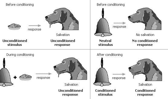 Classical Conditioning Developed by