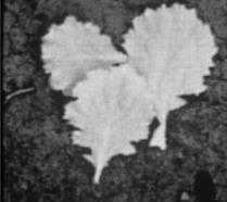 IR light either passes through or is reflected by live leaf tissues regardless of their color.