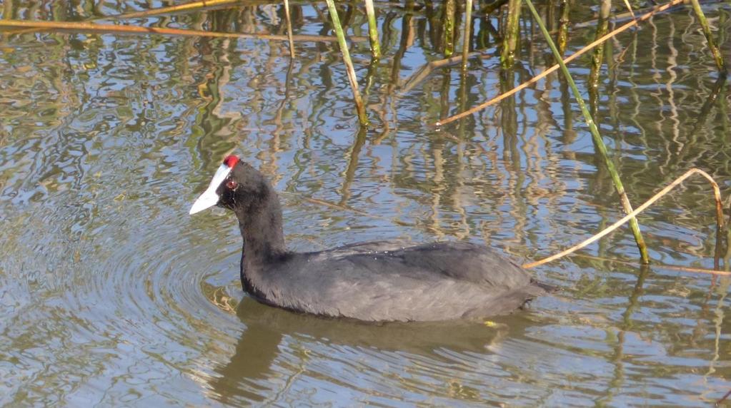 Red-knobbed Coot at S Albufera Day 3 - Saturday 23 September this morning we made our way along the winding road of the Formentor Peninsula, the island s northern extension of the Tramumtana range.