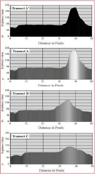 Fig. (3-8): Spatial profile in histogram format depicts the magnitude of the brightness value at each pixel along the 50-pixel transect. 8.