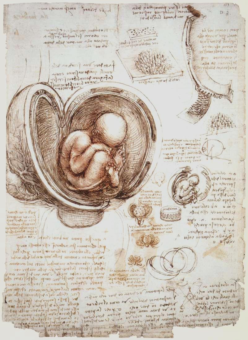 Leonardo, the Scientist (Biology): Pages from his Notebook An