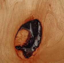 Wood Species RUSTIC WOOD SPECIES Rustic