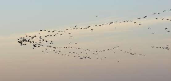 GPS Locations:-GPS LOCATIONS OF IMPORTANT PLACES IS GIVEN. Flying waterfowl seen against the Dauladhar Mountains at Nagrota. HOW TO REACH: 1.