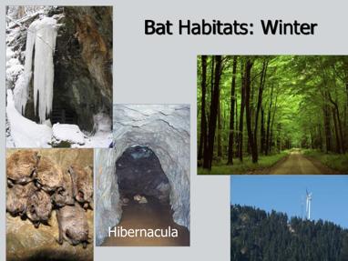 To get ready for the winter, NH bats either fly to caves or mines to hibernate or migrate south to warmer climates.