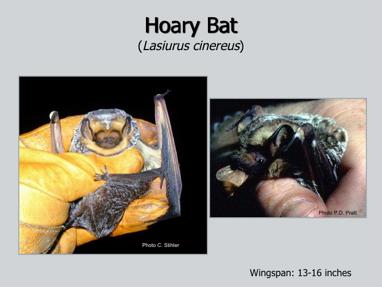 Hoary bats roost in trees year round here in summer and down south in winter.