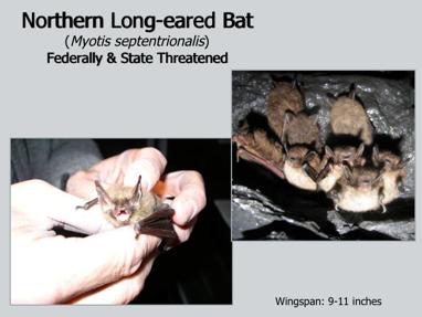 The next five species of bats all hibernate in caves and mines in the winter, so we often call them cave bats. They may travel far to find the right hibernacula.